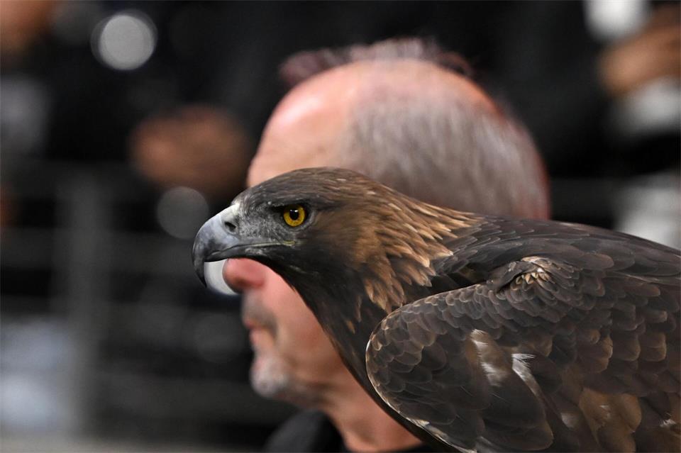 Steinadler Attila, das lebende Maskottchen von Eintracht Frankfurt, im Stadion beim Spiel gegen den 1. FC Köln.Jennifer Brückner/dpa
