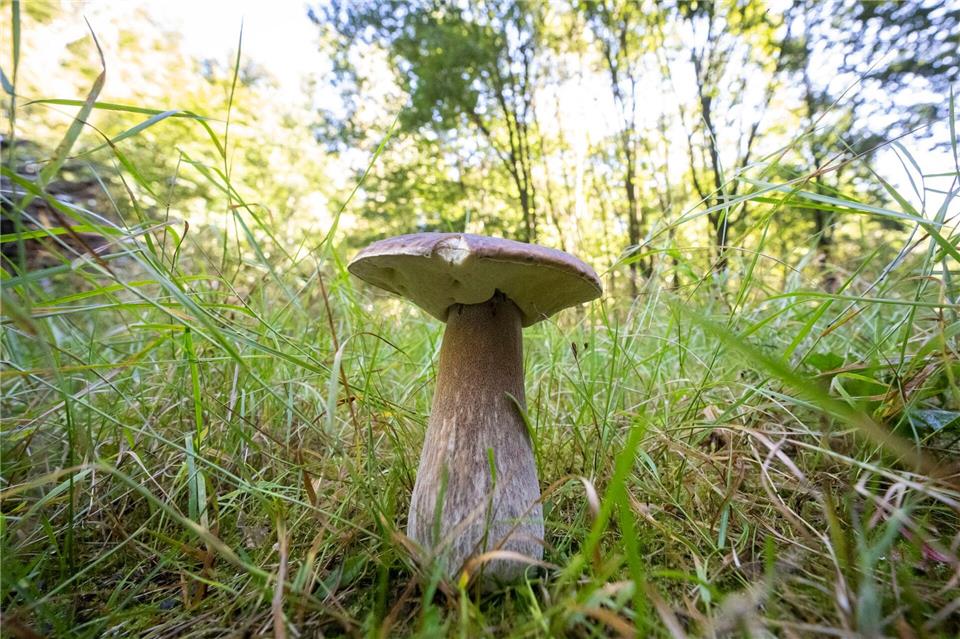 Steinpilze zählen zu den Röhrenpilzen.Philip Dulian/dpa