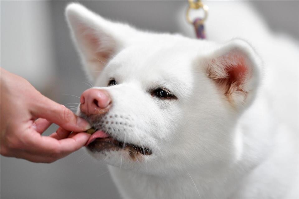 Stiftung Warentest hat 17 Hundesnacks getestet. Alle erhielten die Note „magelhaft“.picture alliance / dpa Themendienst