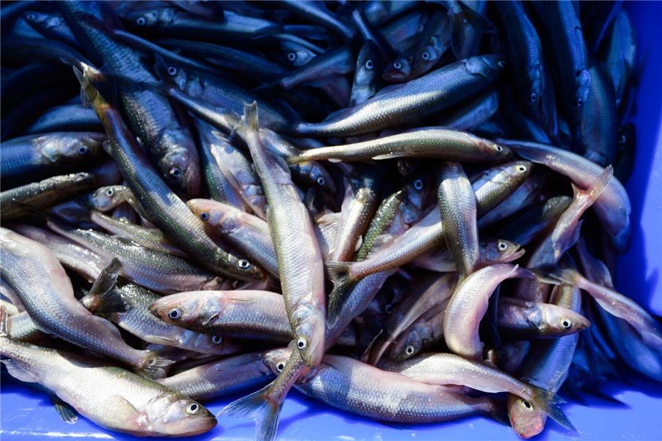 Stinte aus der Elbe. Philipp Schulze/dpa