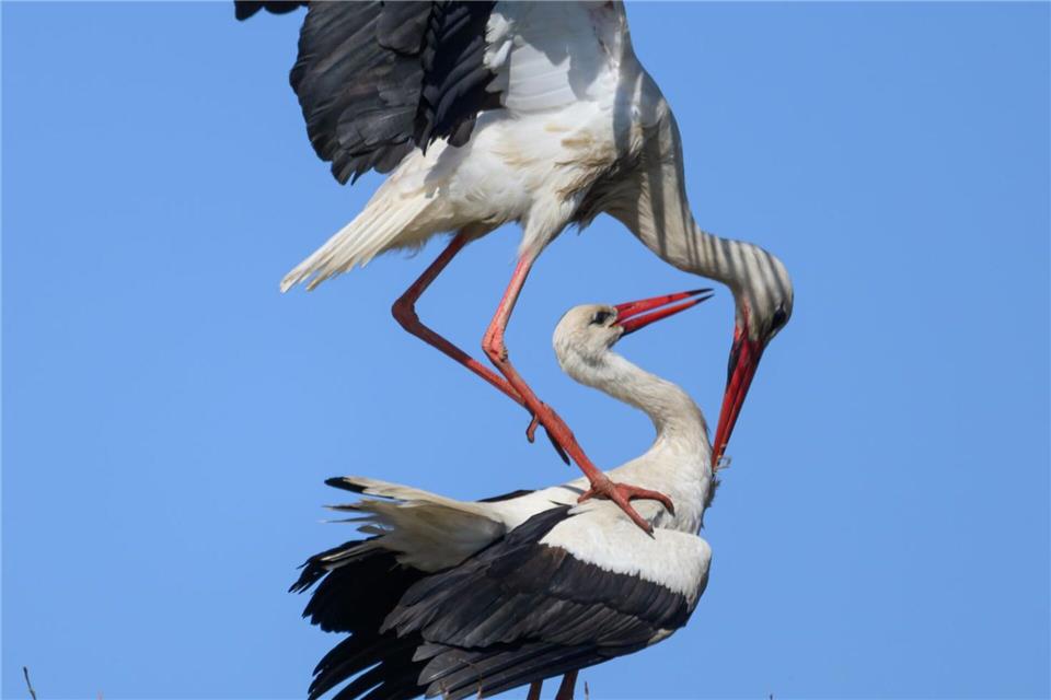Störche auf Strommast: Storch „Gustav“ und seine Partnerin haben einen Strommast zum idealen Ort für die Familiengründung auserkoren.Robert Michael/dpa