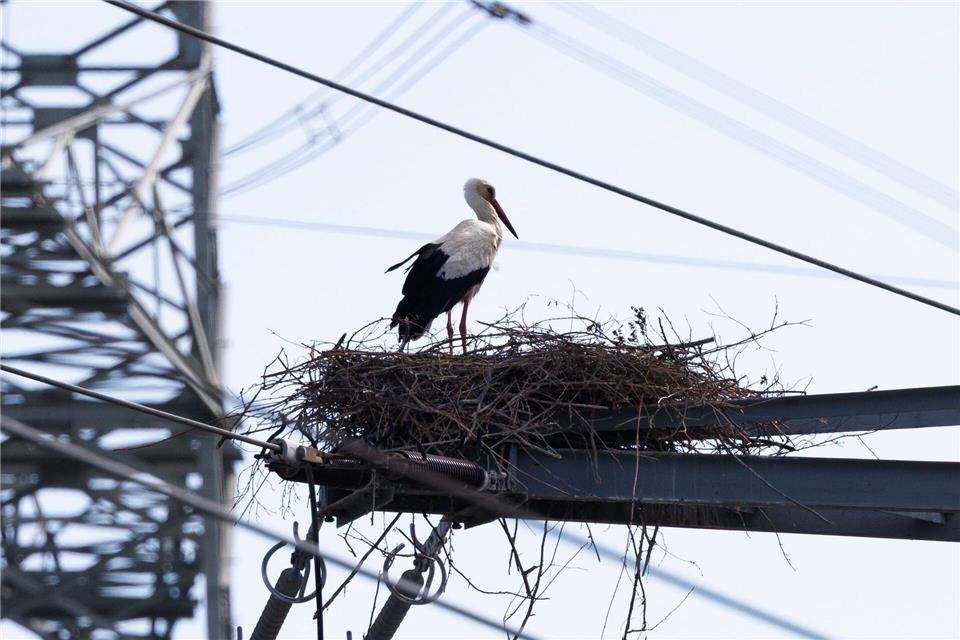 Störche bauen in Hessen ihre Nester zunehmend auf Strommasten. (Archivbild)Lando Hass/dpa