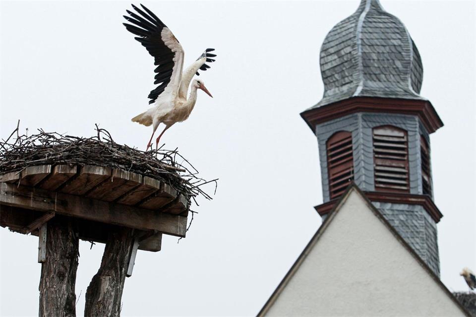Störche brüten oft in der Nähe des Menschen, sind auffällig, groß und leicht zu beobachten. (Archivbild)Ronald Wittek/dpa