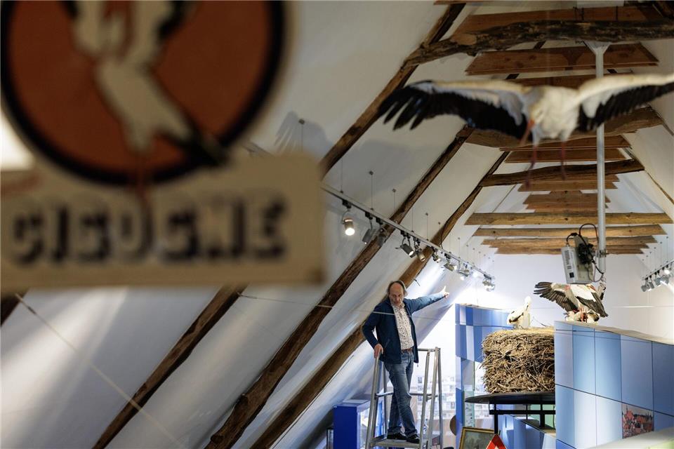 „Storchenvater“ und Autor Alfons Rolf Bense führt durch das Westfälische Storchenmuseum. Ein großes Exponat ist ein Original-Storchennest, das wegen Sanierungsarbeiten von einem maroden Schornstein genommen werden musste. Es wog fast eine Tonne. Museumsbesucher können über eine Leiter hineinschauen. David Ebener/dpa