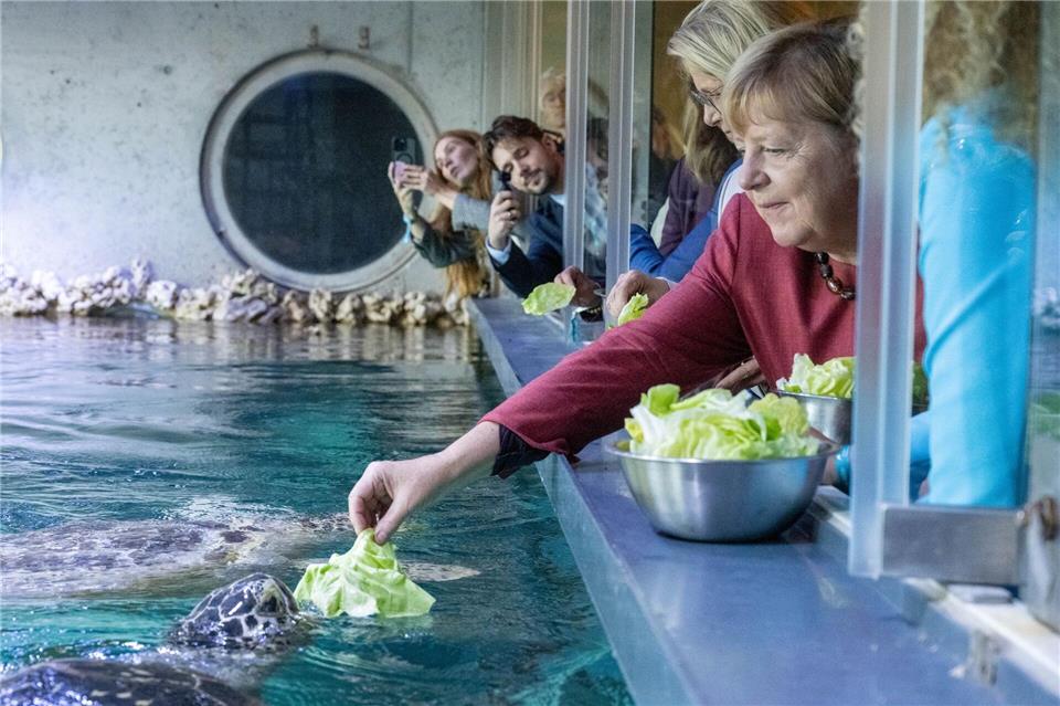 Stralsund: Ex-Kanzlerin Angela Merkel füttert Schildkröte bei Rundgang durch das MeeresmuseumStefan Sauer/dpa