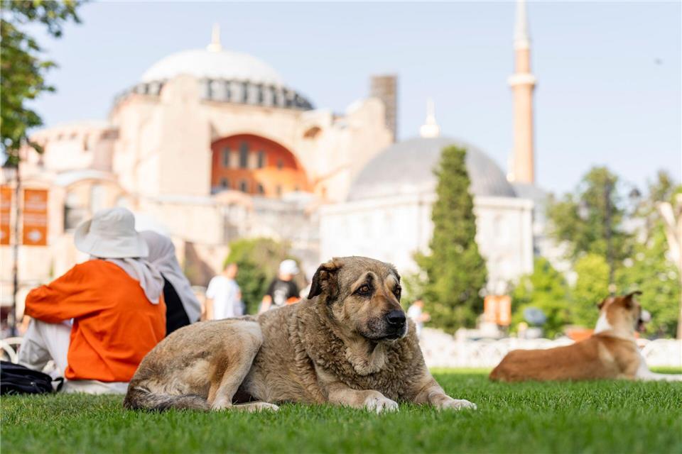 Straßenhunde in Istanbul sollen künftig nicht mehr gefüttert werden dürfen. (Archivbild)Francisco Seco/AP/dpa