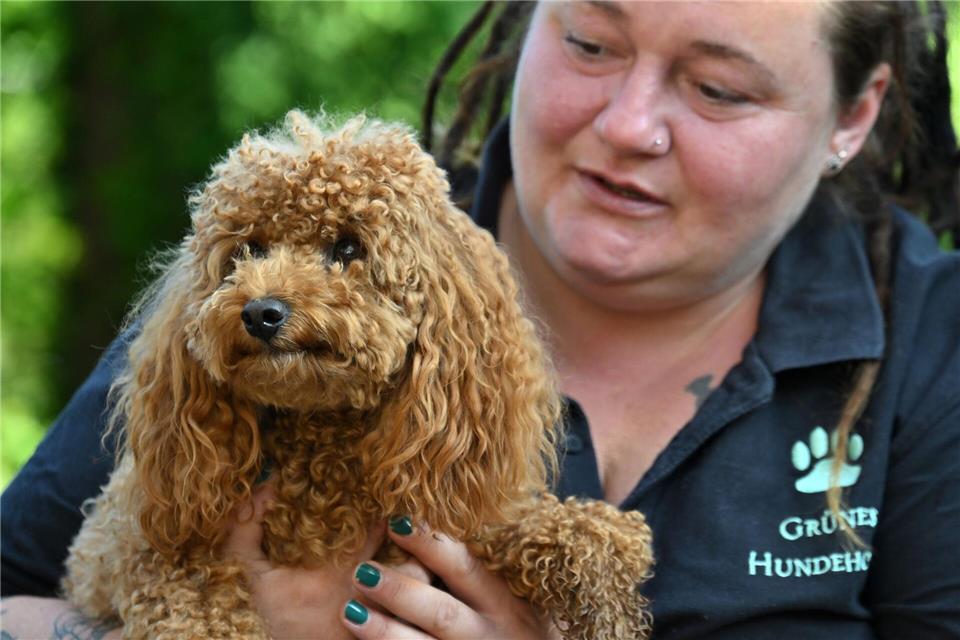 Streicheleinheiten in einer Tierpension für kleine Hunde in Erfurt.Martin Schutt/dpa