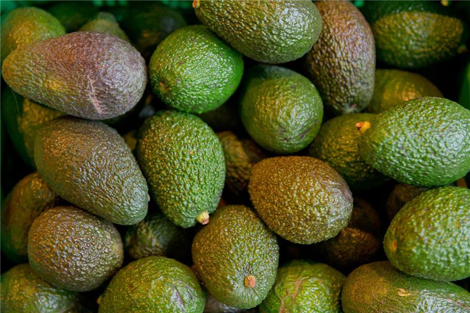 Strenge Regeln: Für Früchte wie Avocados und Mangos müssen die ausführenden Staaten ein Pflanzengesundheitszeugnis ausstellen.Daniel Karmann/dpa