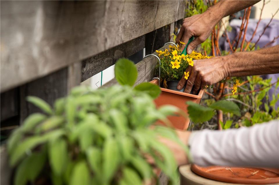Stressabbau durch Pflanzenpflege: Gärtnern, selbst auf dem Balkon, hilft pflegenden Angehörigen, Überforderung zu reduzieren und das Gefühl von Selbstwirksamkeit zu stärken.Christin Klose/dpa-tmn