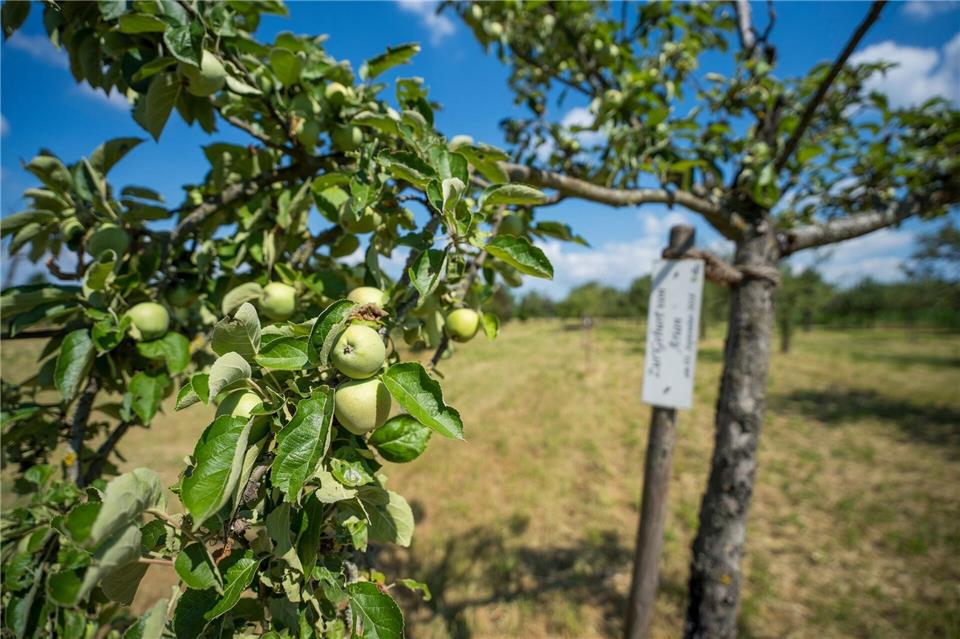 Streuobstwiesen prägen die hessische Kulturlandschaft.Andreas Arnold/dpa