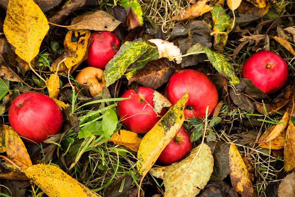 Streuobstwiesen sind wie Vorratskammern: Dort finden Tiere im Herbst besonders viel Nahrung.Christin Klose/dpa Themendienst/dpa-tmn