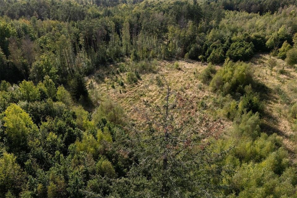 Stürme, Dürre und Hitze haben im Bleiwald in Reiskirchen-Ettingshausen kahle Flächen hinterlassen.Florian Wiegand/dpa