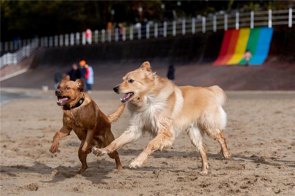 Bilder des Tages  Stürmisches Wetter in Dangast: Bruno und Odie toben am Jadebusen.Hauke-Christian Dittrich/dpa