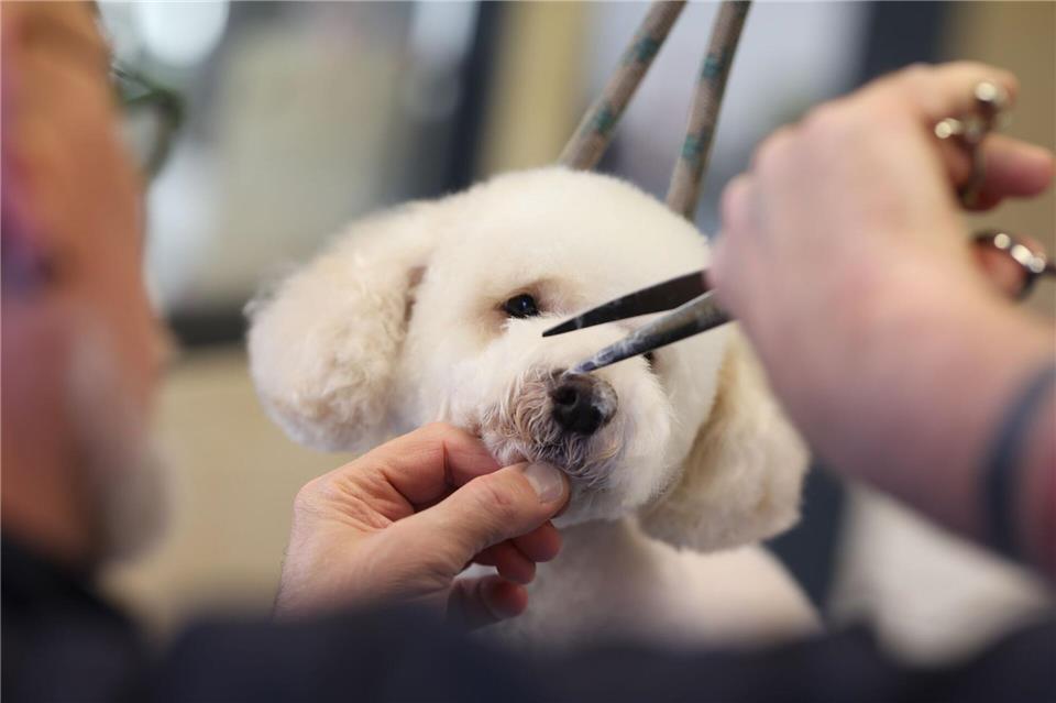 Styling für den Vierbeiner: Hundefriseur Michael Kleine schneidet dem kleinen Zwergpudel Jordy das Fell. Matthias Bein/dpa