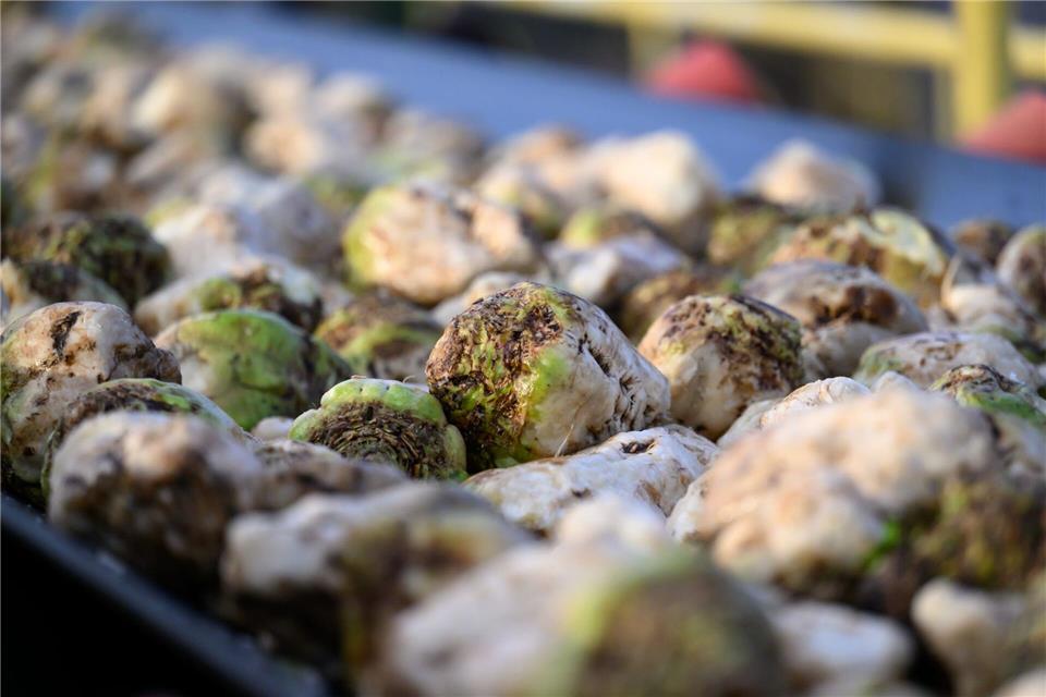 Südzucker verarbeitet Zuckerrüben. (Archivbild)Hendrik Schmidt/dpa