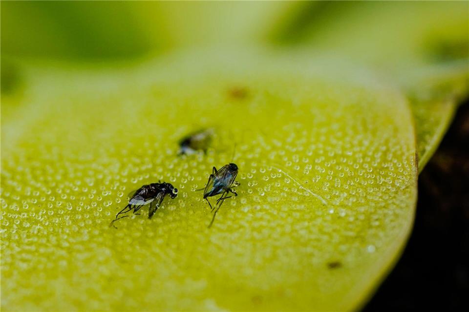 Süß oder sauer? – Fruchtfliegen haben unterschiedliche Geschmäcker. (Archivbild)Uwe Anspach/dpa