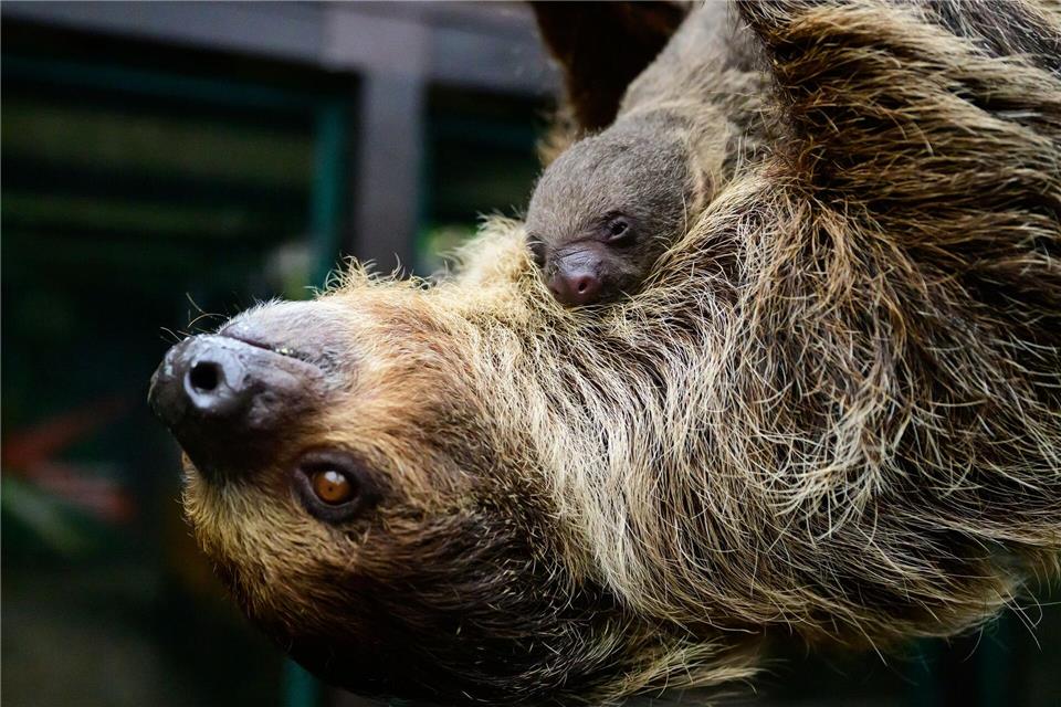 Süßer Nachwuchs: Faultier-Baby im Vogelpark WalsrodePhilipp Schulze/dpa