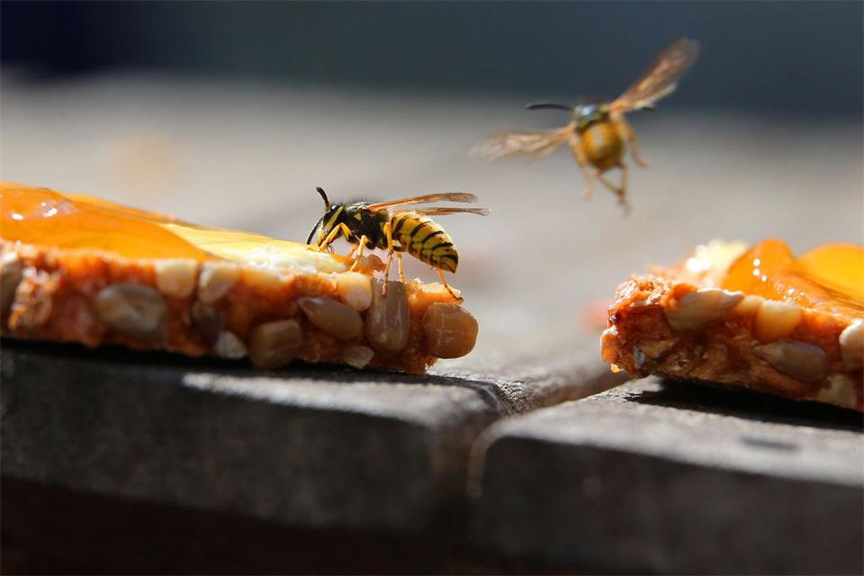 Süßes lockt Wespen oder Bienen an. Jetzt heißt es: Ruhig bleiben und die Tiere nicht verärgern.Karl-Josef Hildenbrand/dpa/dpa-tmn