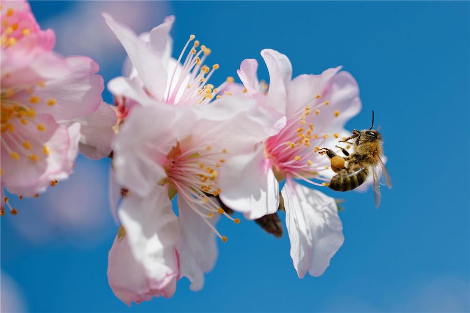 Summ, summ, summ: Eine Biene fliegt zur Blüte eines Mandelbaums in Rheinland-Pfalz.Uwe Anspach/dpa