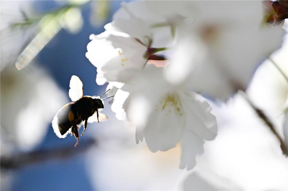 Summen im Gegenlicht: Eine Hummel fliegt zu einer Blüte einer Zierkirsche.Sebastian Gollnow/dpa