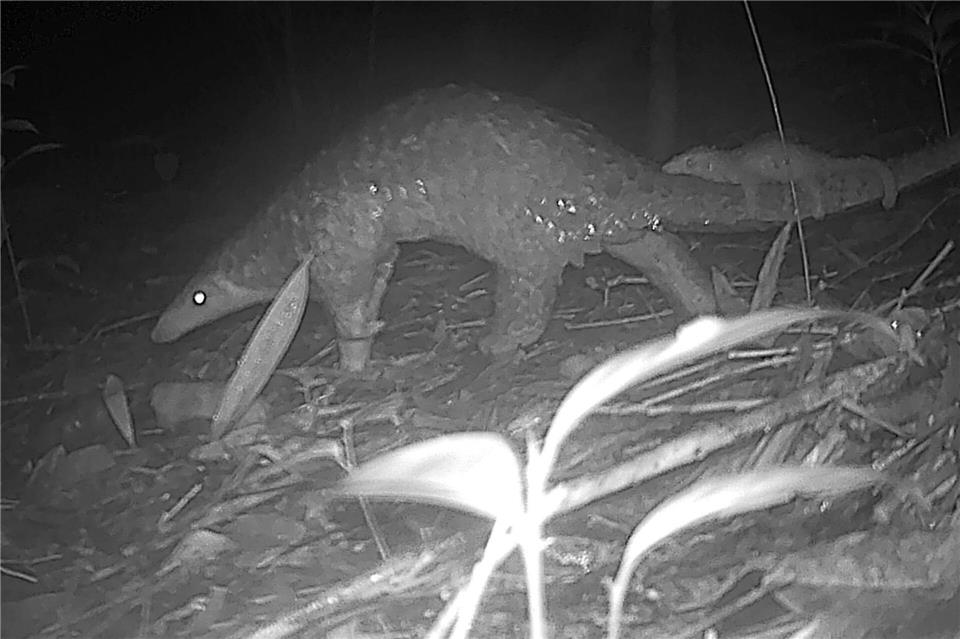 Sunda-Schuppentiere sind vor allem wegen Wilderei und Lebensraumverlust vom Aussterben bedroht.Fauna&Flora/XinHua/dpa