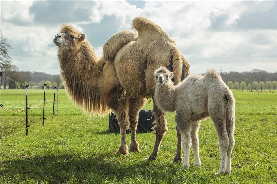 Suri ist das jüngste Tier auf der Kamelfarm von Anja Peters.