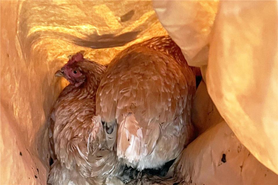 Symbolbild. Ein Unbekannter hat zwei Hühner in einer Papiertüte in Südlohn über einen Zaun geworfen. Der Verein Die Tierretter hat über den Vorfall informiert.