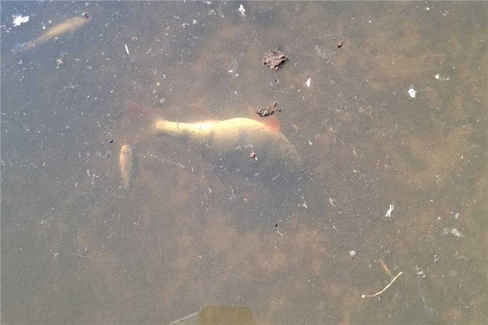 Fischsterben im Thesingbach in Velen Symbolbild einer Wasserprobe.