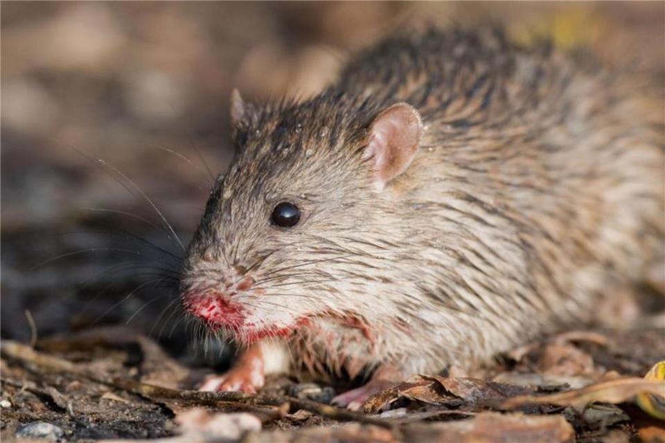 Ratte löste in Bocholt einen großflächigen Stromausfall aus  Symbolfoto.
