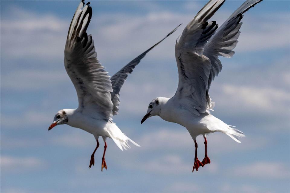Synchronfliegen: Zwei Möwen an der Ostsee. Stefan Sauer/dpa