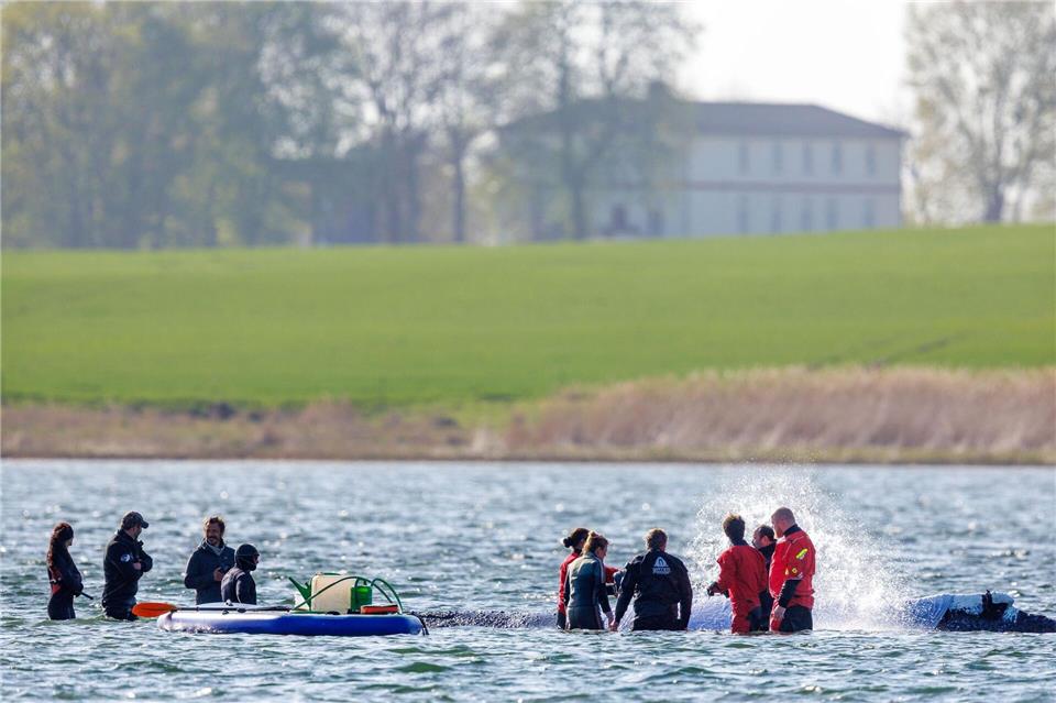 Täglich über Stunden ist direkt am Buckelwal vor der Insel Poel Getöse und Gewusel.Jens Büttner/dpa