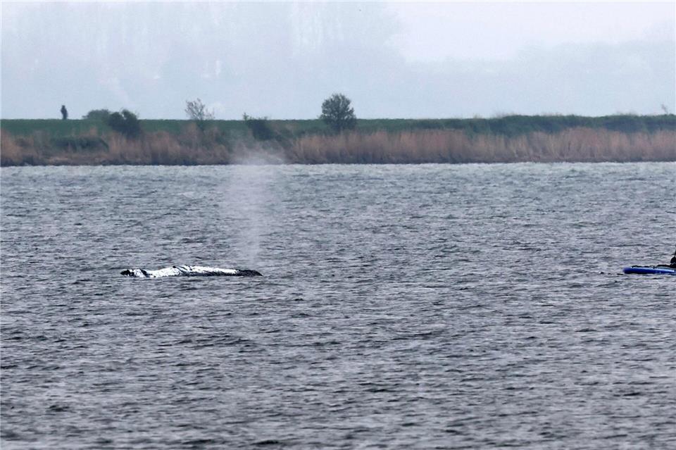 Tag vier der Rettungsaktion - rund um den Wal laufen die Vorbereitungen für seinen Transport ins offene Meer.Bernd Wüstneck/dpa