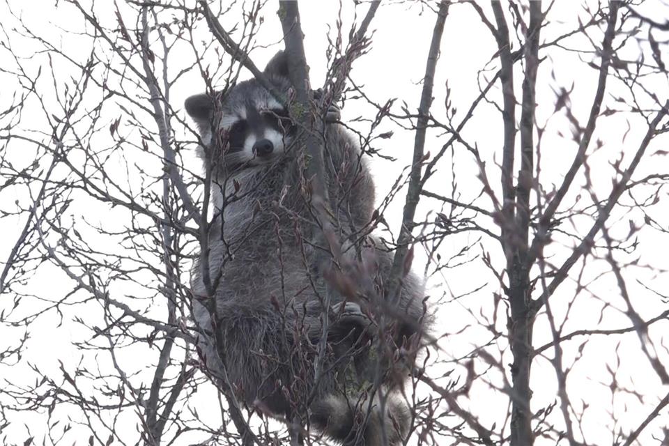 Tagelang saß ein Waschbär in einem Baum fest. (Symbolbild)Fernando Martinez/dpa