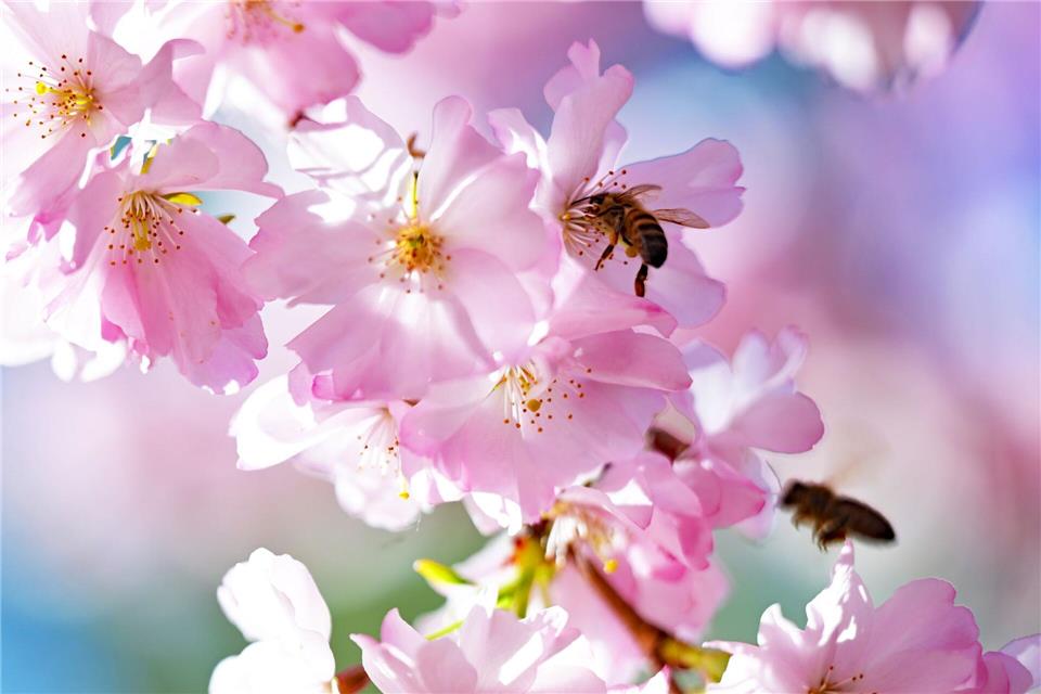 Tagsüber soll das Thermometer auf bis zu 21 Grad steigen. (Archivbild)Malin Wunderlich/dpa