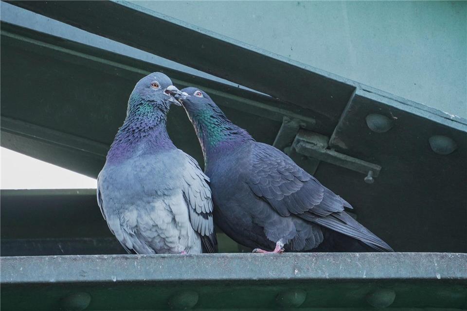 Tauben leben - in der Regel - monogam. (Archivbild) Andreas Arnold/dpa