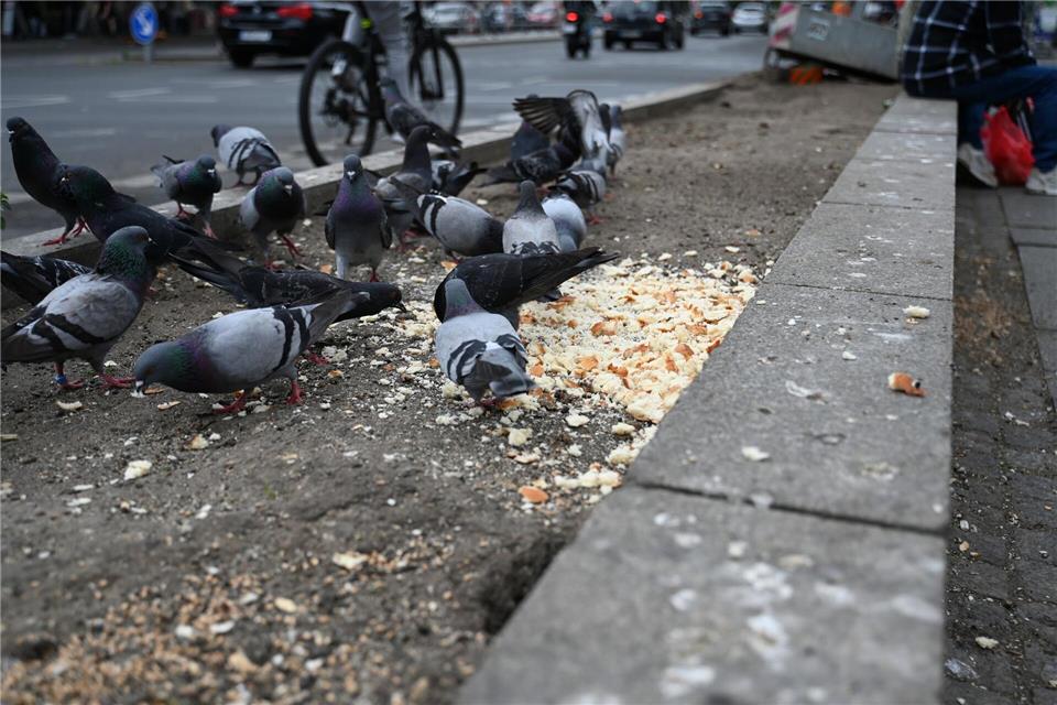 Taubenkot stellt nicht nur ein ästhetisches Problem dar, sondern birgt auch verschiedene Gesundheitsrisiken für den Menschen. In den Ausscheidungen der Vögel können sich Krankheitserreger befinden, die bei Menschen gesundheitliche Probleme verursachen können. (Symbolbild)Michael Brandt/dpa