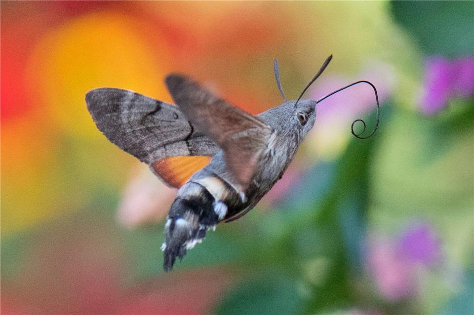 Taubenschwänzchen überwintern mittlerweile auch in Deutschland. (Archivbild)Boris Roessler/dpa