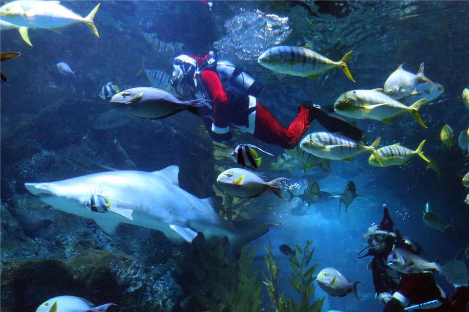 Taucher in Weihnachtsmannkostümen treten in der Sea Life Bangkok Ocean World in Bangkok auf.Rachen Sageamsak/XinHua/dpa