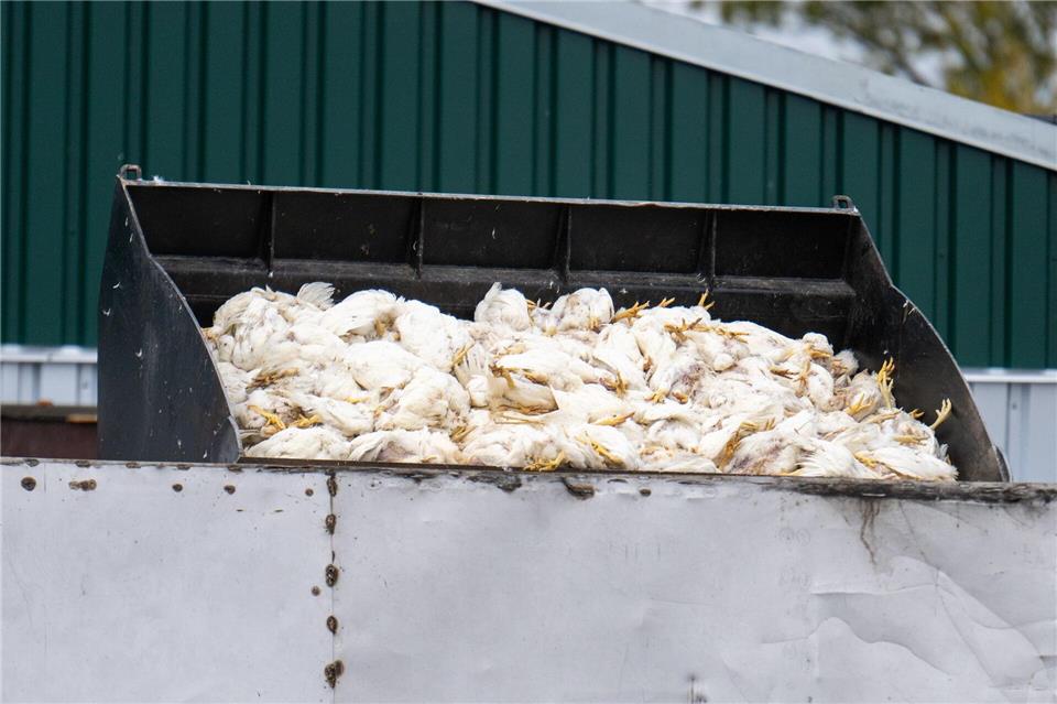 Tausende Masthähnchen müssen wegen der Vogelgrippe sterben. Christophe Gateau/dpa