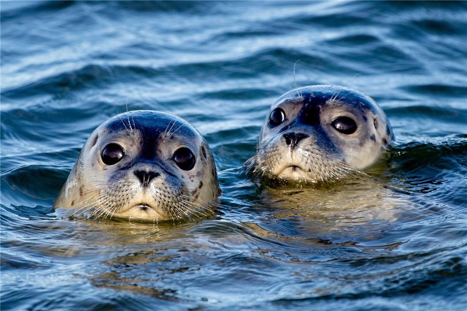 Tausende Seehunde leben im Wattenmeer. (Archivbild) Hauke-Christian Dittrich/dpa