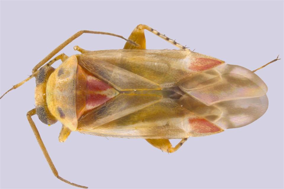 Taylor Swift hat den Namen vier neu bestimmter Insektenarten inspiriert.Sarah Schroeder/UCR/dpa