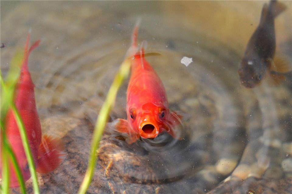 Teichfische werden erst aktiv, wenn das Wasser wärmer ist – kleine Futtermengen sind zum Saisonstart völlig ausreichend.Daniel Reinhardt/dpa/dpa-tmn