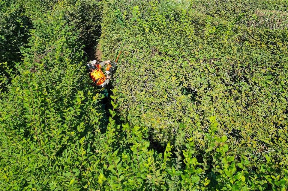 Teile des Gartenreich Dessau-Wörlitz sollen besser gegen Folgen des Klimawandels geschützt werden. (Archivbild)Jan Woitas/dpa