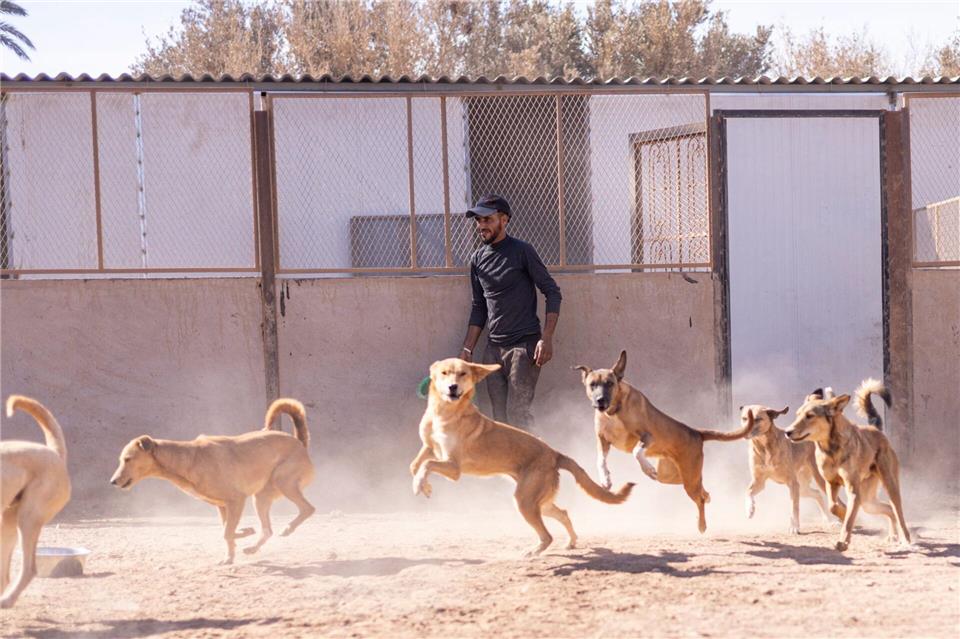 Teils kommen Hunde in Heimen unter - andere bleiben auf der Straße. SARA Morocco/dpa