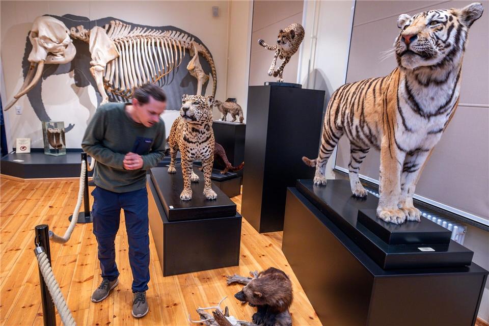 Pfeilstorch-Promi und Eisbär Churchill - Sammlung feiert  Teils lebten die Tiere zuvor im Rostocker Zoo.Jens Büttner/dpa