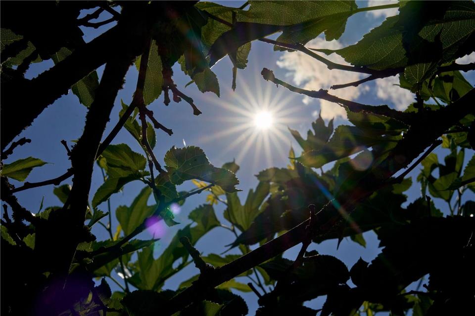 Temperaturen bis zu 29 Grad gibt es in Rheinland-Pfalz und im Saarland am Wochenende. (Archivbild)Sascha Ditscher/dpa