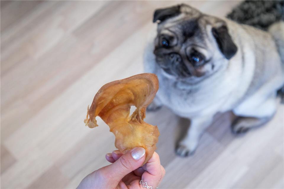 Test: Viele naturbelassene Hundesnacks wie Schweineohren sind für kleine Hunde zu groß und enthalten damit auch zu viele Kalorien.Christin Klose/dpa-tmn