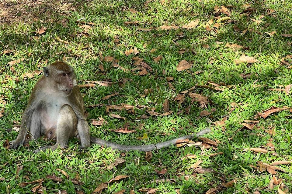 Thailändische Behörden haben Dutzende Affen befreit. (Archivbild)Carola Frentzen/dpa