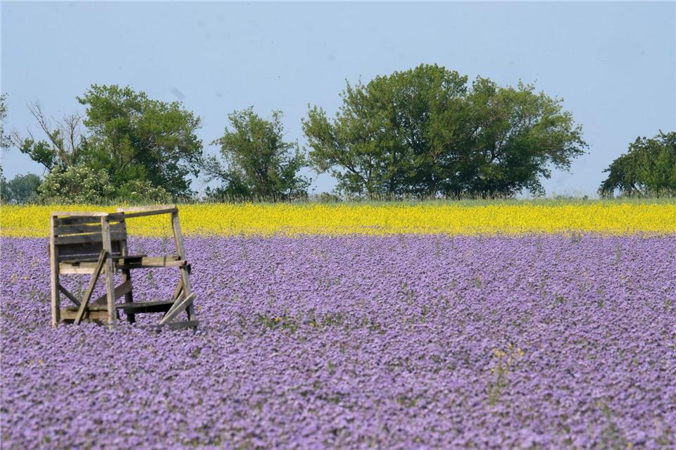 Thron im Blütenmeer: Eine Ansitz für die Jagd steht in einem Feld mit blühender Phacelia und mit Ackersenf im Leipziger Land in Sachsen.Sebastian Willnow/dpa