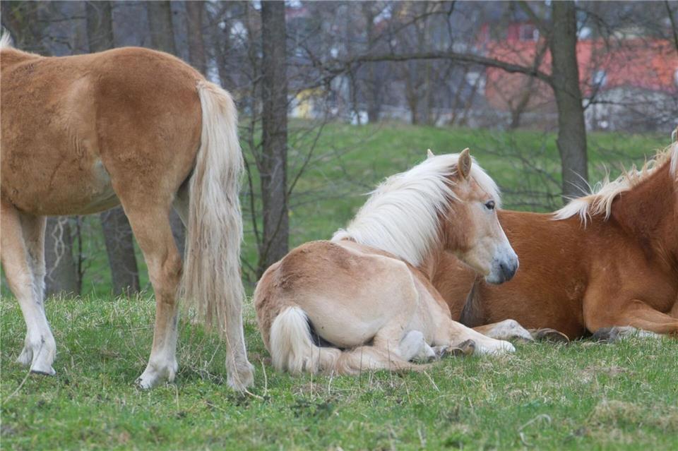Thüringen will seine Haflinger-Herde versteigern. (Symbolbild)picture alliance / ZB